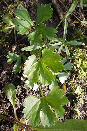 Ranunculus hirsutulus \ Flaum-Gold-Hahnenfu� / Fluffy Goldilocks, D Th&uuml;ringen Weimar, Neuer Friedhof 6.5.2013