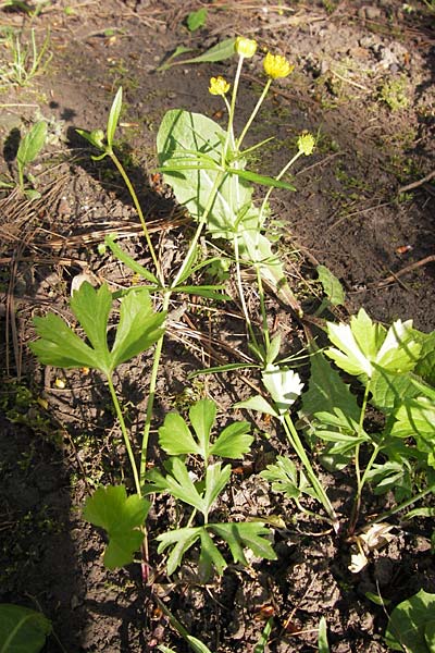 Ranunculus hirsutulus \ Flaum-Gold-Hahnenfu� / Fluffy Goldilocks, D Th&uuml;ringen Weimar, Neuer Friedhof 6.5.2013