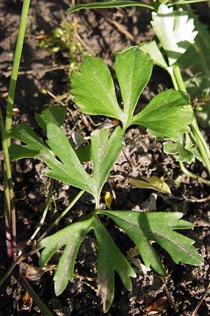 Ranunculus hirsutulus \ Flaum-Gold-Hahnenfu� / Fluffy Goldilocks, D Th&uuml;ringen Weimar, Neuer Friedhof 6.5.2013