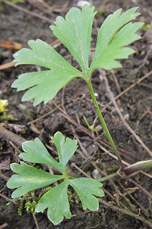 Ranunculus hirsutulus \ Flaum-Gold-Hahnenfu� / Fluffy Goldilocks, D Th&uuml;ringen Weimar, Neuer Friedhof 6.5.2013