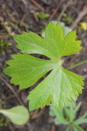 Ranunculus hirsutulus \ Flaum-Gold-Hahnenfu� / Fluffy Goldilocks, D Th&uuml;ringen Weimar, Neuer Friedhof 6.5.2013