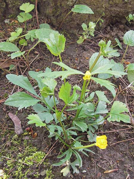 Ranunculus hirsutulus \ Flaum-Gold-Hahnenfu� / Fluffy Goldilocks, D Th&uuml;ringen Weimar, Neuer Friedhof 6.5.2013