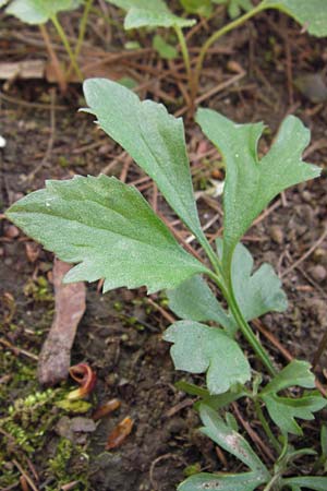 Ranunculus hirsutulus \ Flaum-Gold-Hahnenfu� / Fluffy Goldilocks, D Th&uuml;ringen Weimar, Neuer Friedhof 6.5.2013