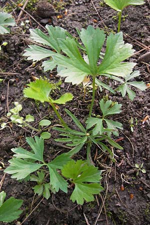 Ranunculus hirsutulus \ Flaum-Gold-Hahnenfu� / Fluffy Goldilocks, D Th&uuml;ringen Weimar, Neuer Friedhof 6.5.2013