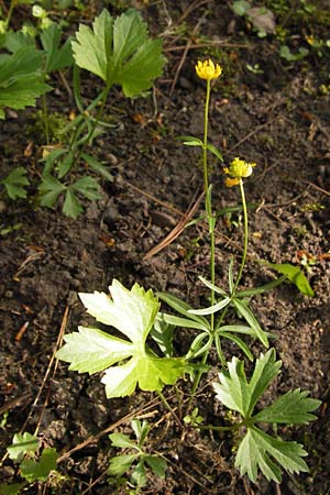 Ranunculus hirsutulus \ Flaum-Gold-Hahnenfu� / Fluffy Goldilocks, D Th&uuml;ringen Weimar, Neuer Friedhof 6.5.2013