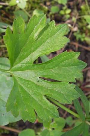 Ranunculus hirsutulus \ Flaum-Gold-Hahnenfu� / Fluffy Goldilocks, D Th&uuml;ringen Weimar, Neuer Friedhof 6.5.2013