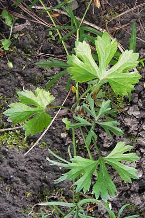 Ranunculus hirsutulus \ Flaum-Gold-Hahnenfu� / Fluffy Goldilocks, D Th&uuml;ringen Weimar, Neuer Friedhof 6.5.2013