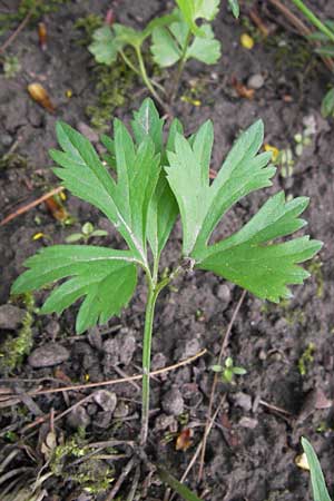 Ranunculus hirsutulus \ Flaum-Gold-Hahnenfu� / Fluffy Goldilocks, D Th&uuml;ringen Weimar, Neuer Friedhof 6.5.2013