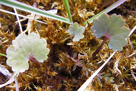 Ranunculus doerrii \ Drrs Hahnenfu / Doerr's Goldilocks, D Perchting 31.3.2014