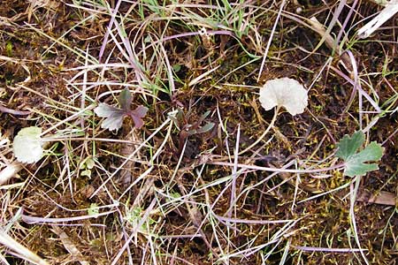 Ranunculus doerrii \ Drrs Hahnenfu / Doerr's Goldilocks, D Perchting 31.3.2014