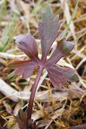 Ranunculus doerrii \ Drrs Hahnenfu / Doerr's Goldilocks, D Perchting 31.3.2014
