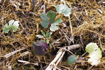 Ranunculus doerrii \ Drrs Hahnenfu / Doerr's Goldilocks, D Perchting 31.3.2014