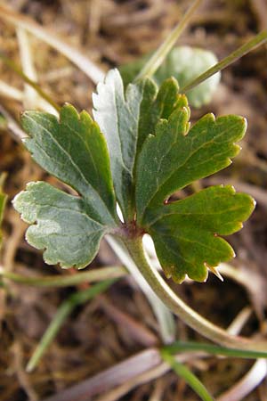 Ranunculus doerrii \ Drrs Hahnenfu / Doerr's Goldilocks, D Perchting 31.3.2014