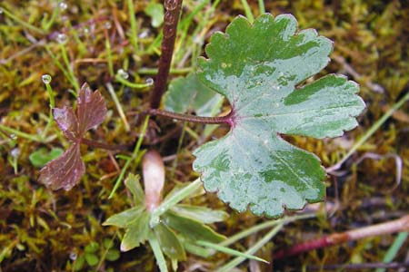 Ranunculus doerrii \ Drrs Hahnenfu / Doerr's Goldilocks, D Perchting 3.5.2014