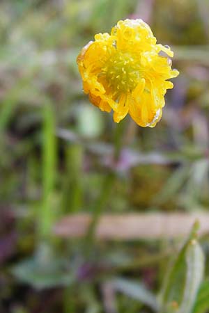 Ranunculus doerrii \ Drrs Hahnenfu / Doerr's Goldilocks, D Perchting 3.5.2014