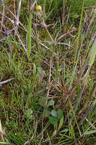 Ranunculus doerrii \ Drrs Hahnenfu / Doerr's Goldilocks, D Perchting 3.5.2014