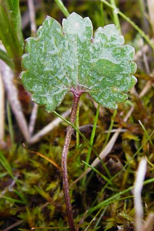 Ranunculus doerrii \ Drrs Hahnenfu / Doerr's Goldilocks, D Perchting 3.5.2014