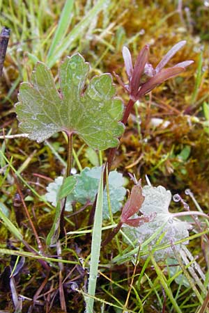 Ranunculus doerrii \ Drrs Hahnenfu / Doerr's Goldilocks, D Perchting 3.5.2014