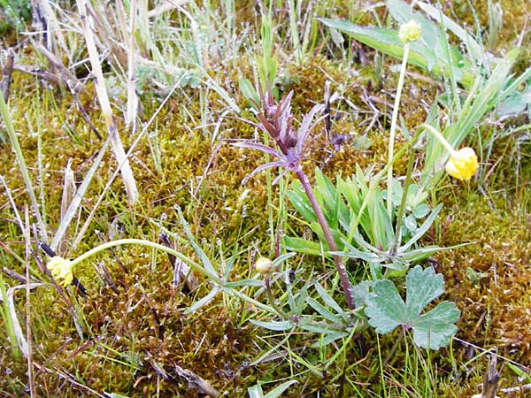 Ranunculus doerrii \ Drrs Hahnenfu / Doerr's Goldilocks, D Perchting 3.5.2014
