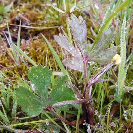 Ranunculus doerrii \ Drrs Hahnenfu / Doerr's Goldilocks, D Perchting 3.5.2014