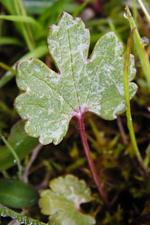 Ranunculus doerrii \ Drrs Hahnenfu / Doerr's Goldilocks, D Perchting 3.5.2014
