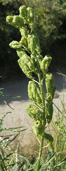 Reseda lutea \ Wilde Resede / Wild Mignonette, D Mannheim 3.7.2006