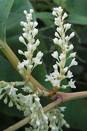 Fallopia x bohemica \ Hybrid-Stauden-Kn&ouml;terich / Hybrid Knodweed, D Mannheim 1.9.2006