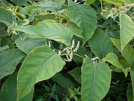 Fallopia x bohemica \ Hybrid-Stauden-Kn&ouml;terich / Hybrid Knodweed, D Mannheim 1.9.2006