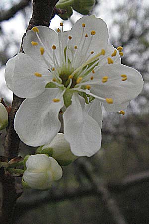 Prunus domestica subsp. italica \ Reineclaude, Reneklode / Greengage, D Pforzheim 7.4.2007