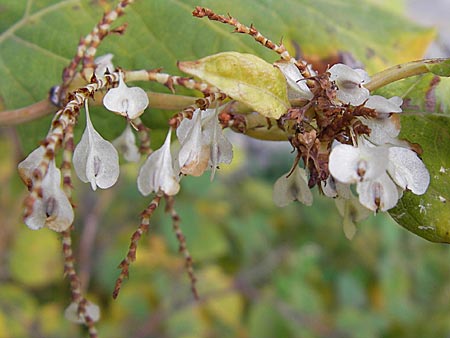 Fallopia japonica \ Japanischer Stauden-Knterich / Japanese Knodweed, D Mannheim 8.11.2008