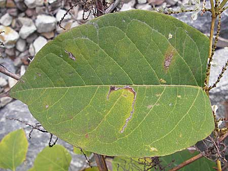 Fallopia japonica \ Japanischer Stauden-Knterich / Japanese Knodweed, D Mannheim 8.11.2008
