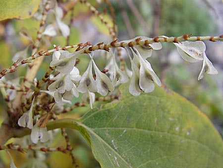 Fallopia japonica \ Japanischer Stauden-Knterich / Japanese Knodweed, D Mannheim 8.11.2008