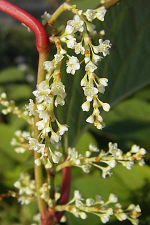 Fallopia japonica \ Japanischer Stauden-Knterich / Japanese Knodweed, D Mannheim 8.11.2008