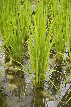 Oryza sativa \ Reis / Rice, D Botan. Gar.  Universit.  Mainz 11.7.2009