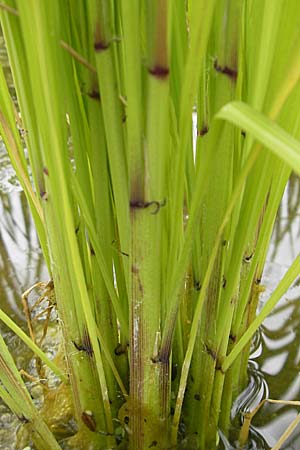 Oryza sativa \ Reis / Rice, D Botan. Gar.  Universit.  Mainz 11.7.2009