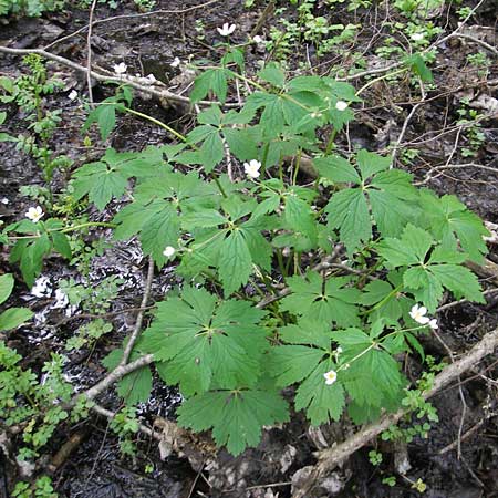 Ranunculus aconitifolius \ Eisenhutblttriger Hahnenfu / Aconite-Leaved Buttercup, D Erkheim 8.5.2010