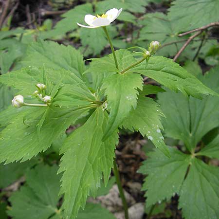 Ranunculus aconitifolius \ Eisenhutblttriger Hahnenfu / Aconite-Leaved Buttercup, D Erkheim 8.5.2010