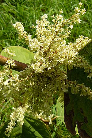 Fallopia x bohemica \ Hybrid-Stauden-Kn&ouml;terich / Hybrid Knodweed, D Heidelberg 14.9.2008