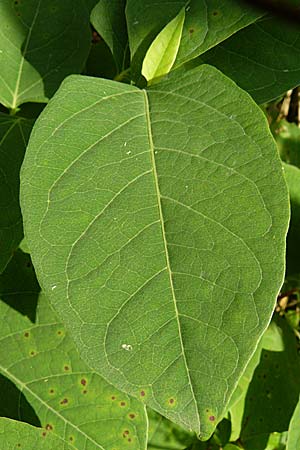 Fallopia x bohemica \ Hybrid-Stauden-Kn&ouml;terich / Hybrid Knodweed, D Heidelberg 14.9.2008