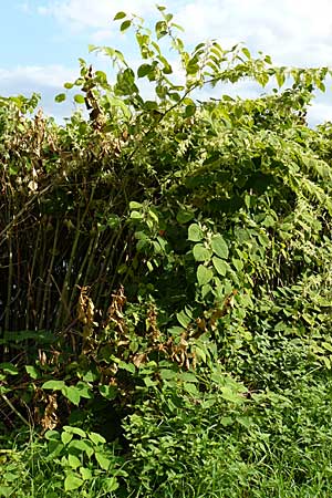 Fallopia x bohemica \ Hybrid-Stauden-Kn&ouml;terich / Hybrid Knodweed, D Heidelberg 14.9.2008