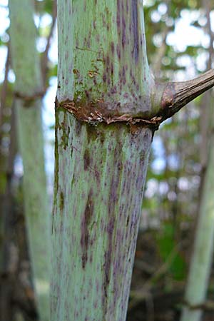 Fallopia x bohemica \ Hybrid-Stauden-Kn&ouml;terich / Hybrid Knodweed, D Heidelberg 14.9.2008