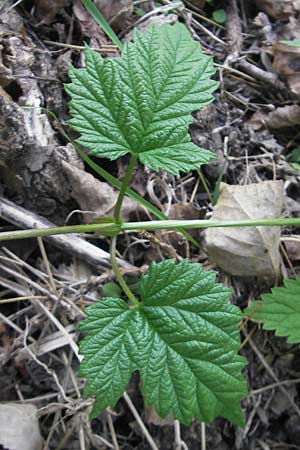 Humulus lupulus \ Hopfen / Hop, D Groß-Gerau 21.9.2011