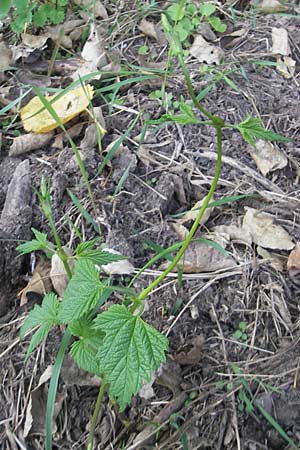 Humulus lupulus \ Hopfen / Hop, D Groß-Gerau 21.9.2011