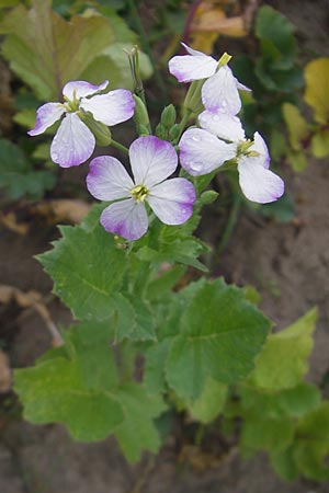 Raphanus sativus \ Rettich / Radish, D Reilingen 6.10.2011