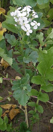 Raphanus sativus \ Rettich / Radish, D Reilingen 6.10.2011