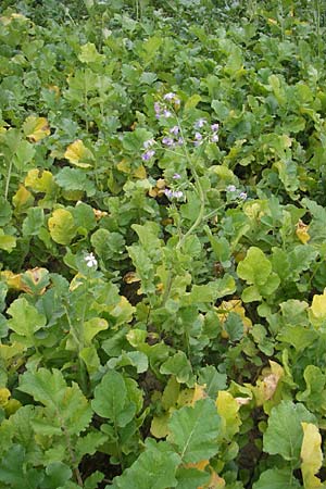Raphanus sativus \ Rettich / Radish, D Reilingen 6.10.2011