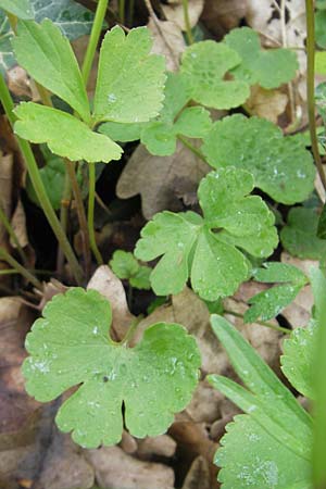 Ranunculus excisus \ Ausgeschnittener Gold-Hahnenfu� / Excised Goldilocks, D Donnersberg 26.4.2012
