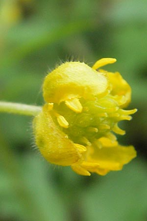 Ranunculus excisus \ Ausgeschnittener Gold-Hahnenfu� / Excised Goldilocks, D Donnersberg 26.4.2012