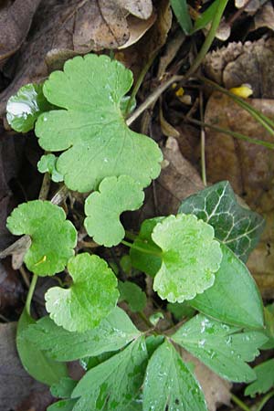 Ranunculus excisus \ Ausgeschnittener Gold-Hahnenfu� / Excised Goldilocks, D Donnersberg 26.4.2012