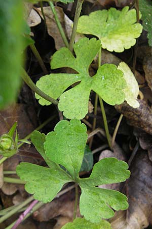 Ranunculus excisus \ Ausgeschnittener Gold-Hahnenfu� / Excised Goldilocks, D Donnersberg 26.4.2012